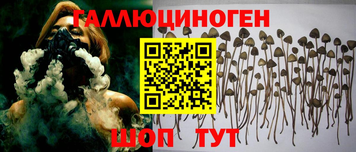 Галлюциногенные грибы Psilocybine cubensis Великий Новгород